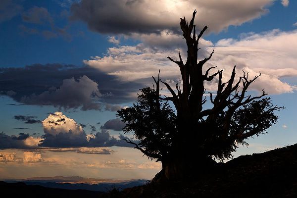 Jones, Adam 아티스트의 Bristlecone pine silhouetted at sunset-White Mountains-Inyo National Forest-California작품입니다.